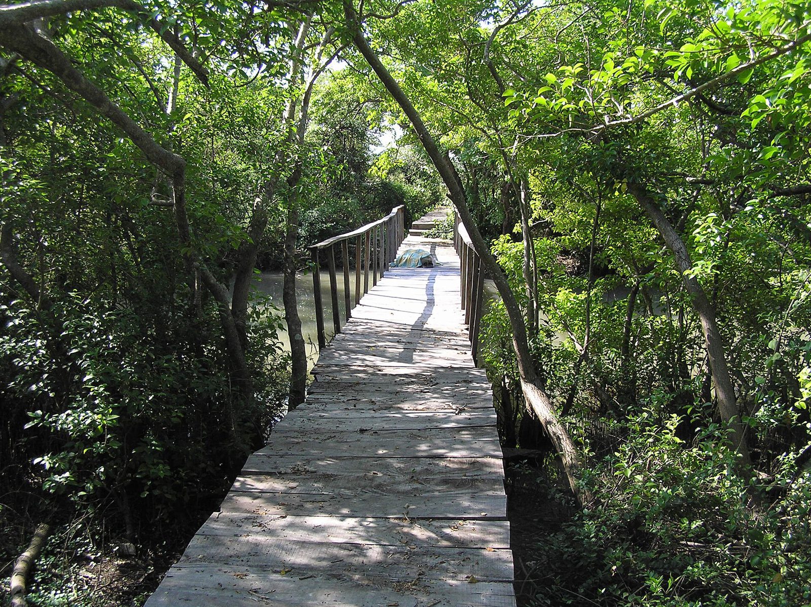 The wooden boardwalk running under the mangrove canopy