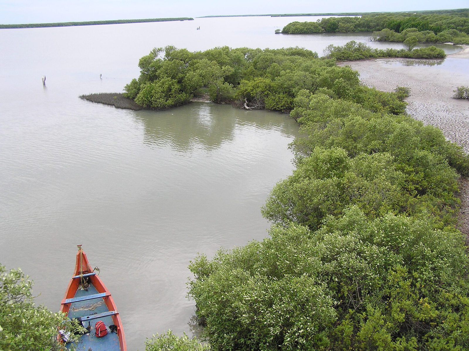 The prow of a boat heading into the mangrove channels of Muthupet lagoon