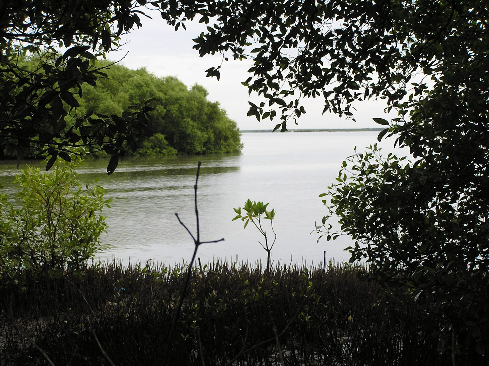 The coast near Vedaranyam