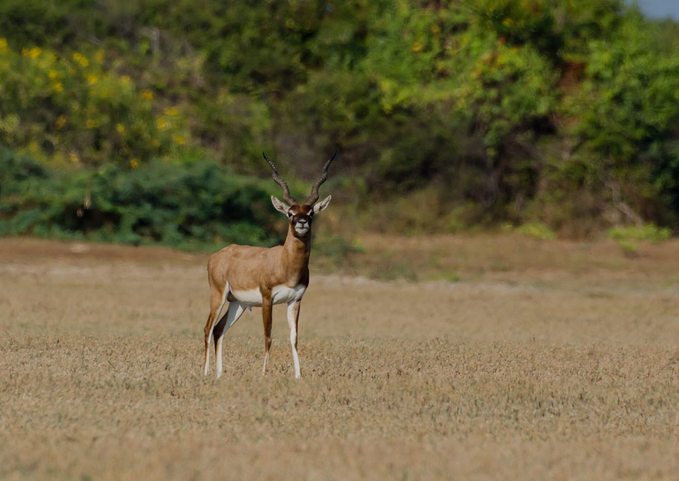 A blackbuck at Point Calimere